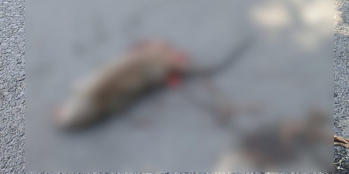 Wracamy do tematu: Truchła szczurów w pobliżu szkoły podstawowej i placu zabaw w Pleszewie