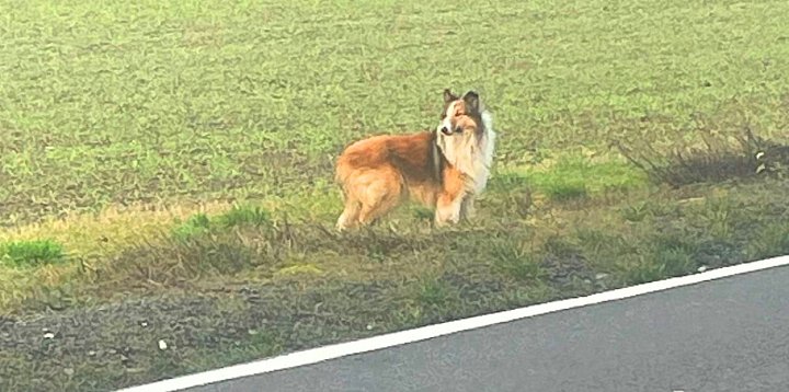 "Lessie" błąka się przy drodze od miesięcy? Internauci-15186