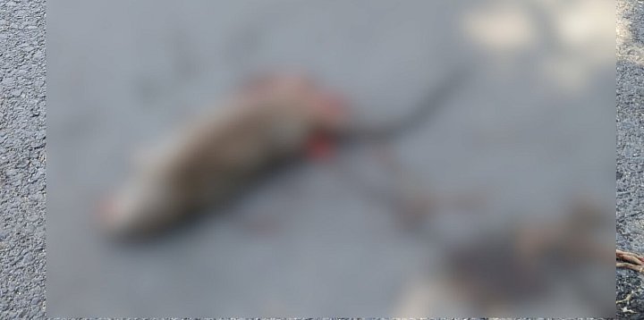 Truchła szczurów w pobliżu szkoły podstawowej