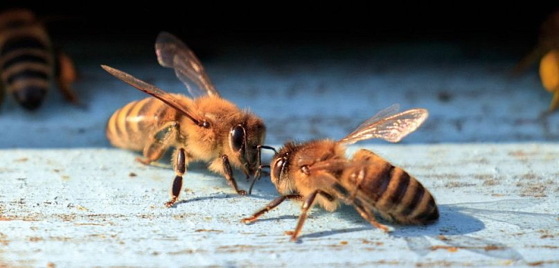 Miliony z budżetu województwa trafią do pszczelarzy. Wielkopolska wspiera pszczoły