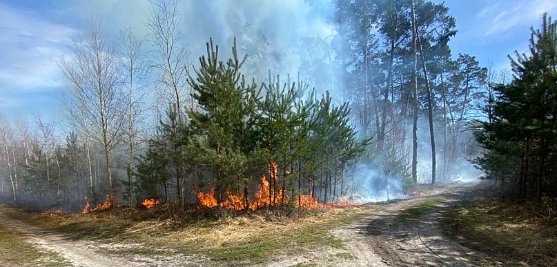 Las w ogniu. Sześć zastępów ruszyło do akcji pod Pleszewem