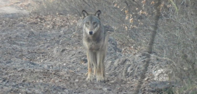 Wilki atakowały psa w powiecie pleszewskim. Drapieżnik był też przy PKP