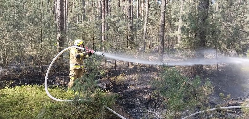 Pożar lasu w gminie Chocz. Pięć zastępów kontra ogień