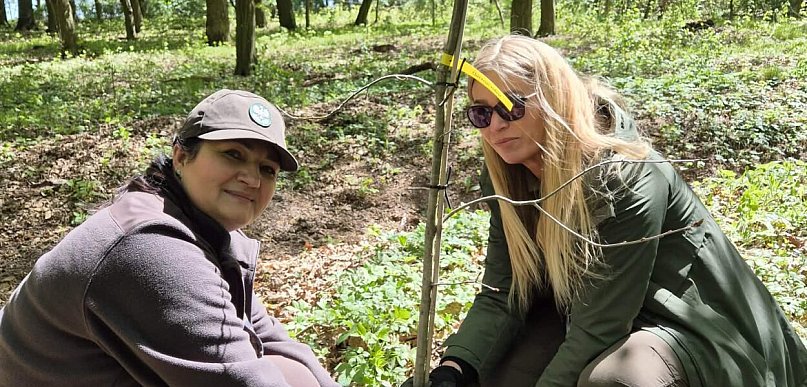 Nowe życie dla arboretum. Gołuchów stawia na przyszłość lasów