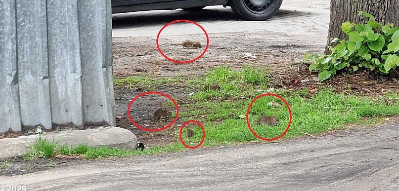 Szczury całymi grupami spacerują po osiedlu w Pleszewie. Przyczyna znana