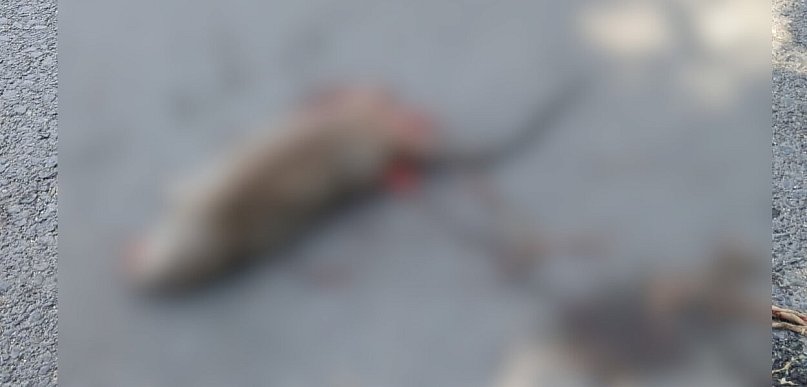 Truchła szczurów w pobliżu szkoły podstawowej i placu zabaw w Pleszewie