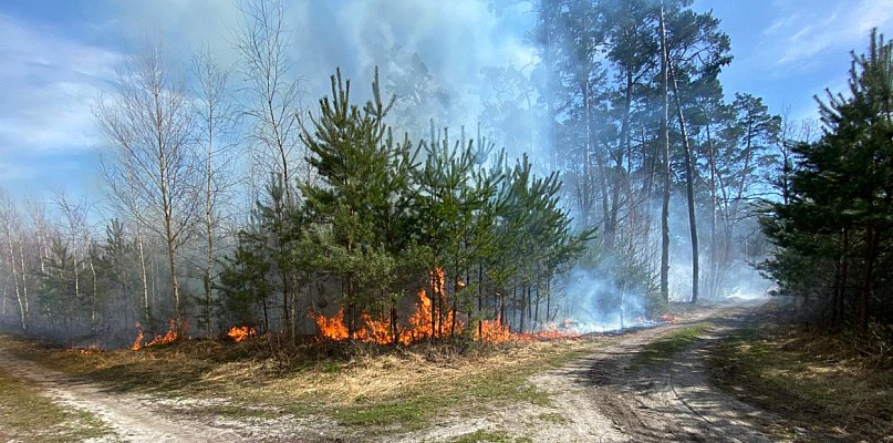Las w ogniu. Sześć zastępów ruszyło do akcji pod Pleszewem