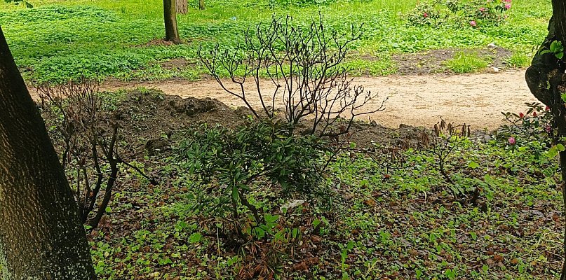 Pleszewianka zaniepokojona: co z rododendronami w zamkniętym parku?