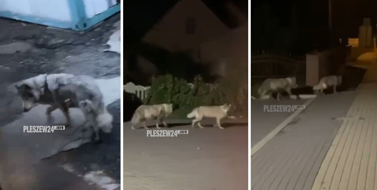 Kadr z nagrania w Piekarzewie k. Pleszewa. Foto Czytelnik / Pleszew24.info