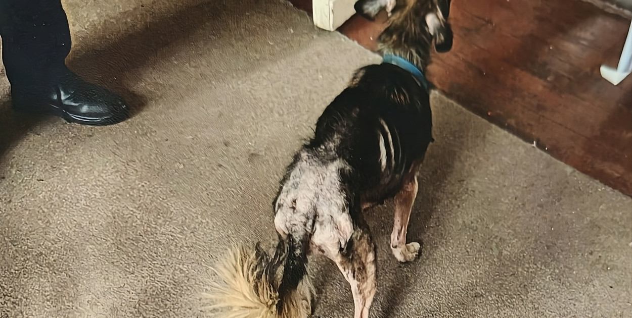 Męczony przez właścicieli piesek. Fot.: Policja Jarocin 