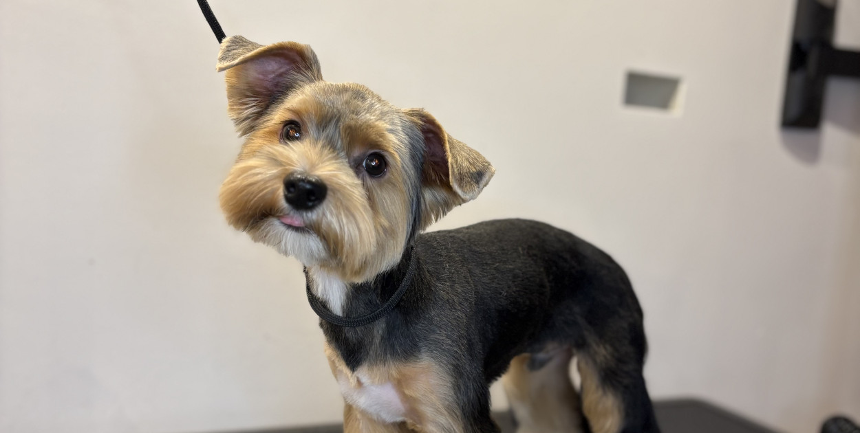 Psia Ciocia  - nowy salon groomerski w Pleszewie