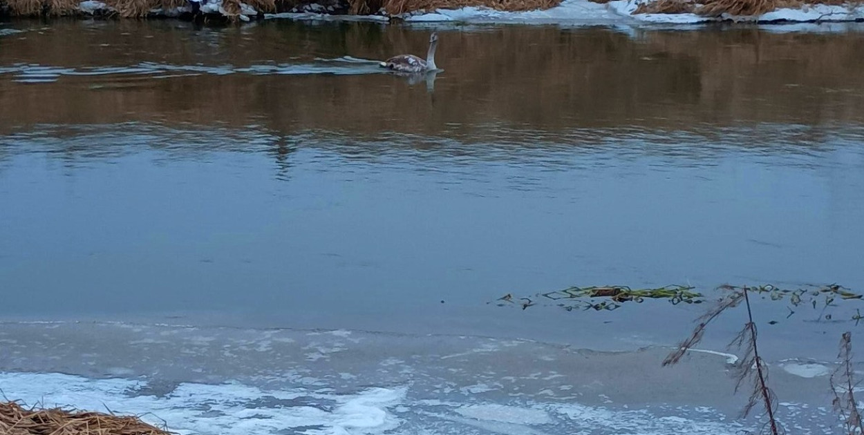 Strażacy uratowali na Prośnie małego łabędzia. Zwierzę było bezradne