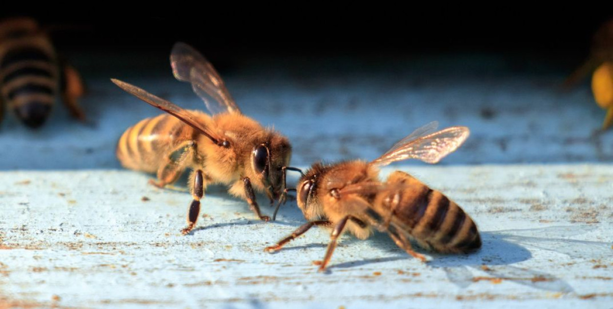 Miliony z budżetu województwa trafią do pszczelarzy. Wielkopolska wspiera pszczoły