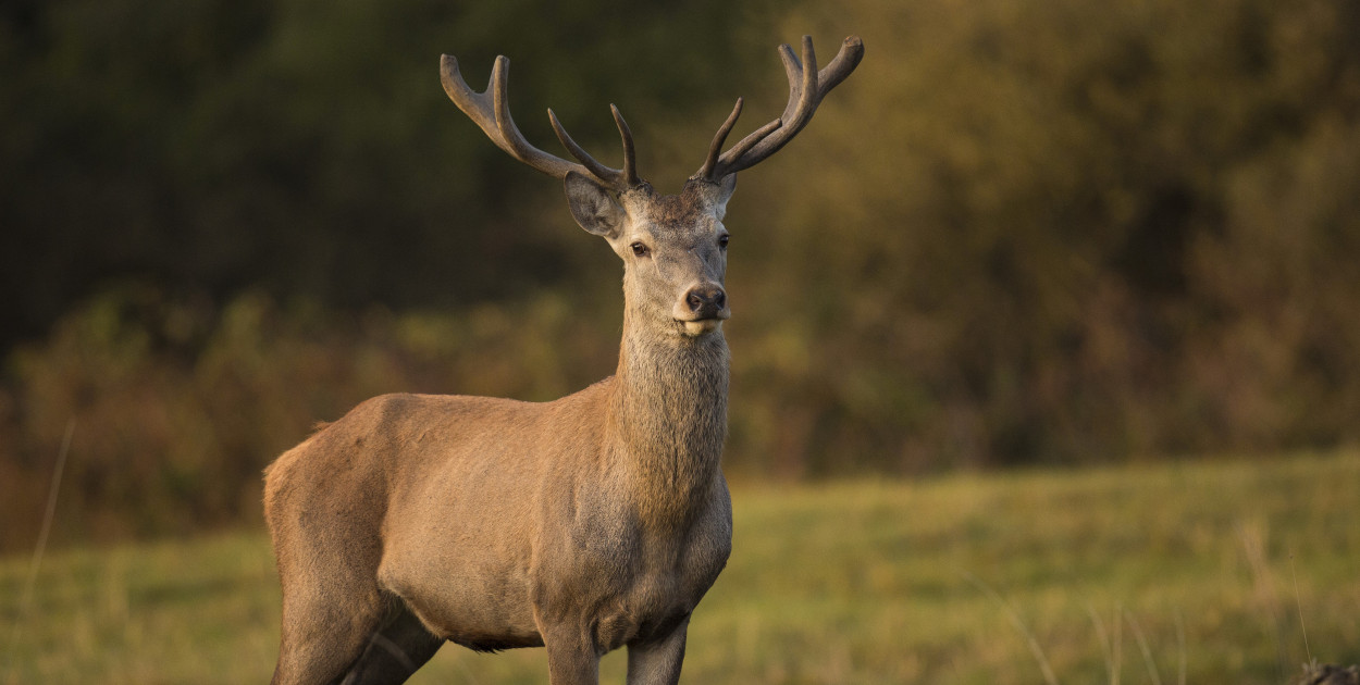 Nieetyczne praktyki w naszych lasach. Leśnicy apelują, aby tego nie robić
