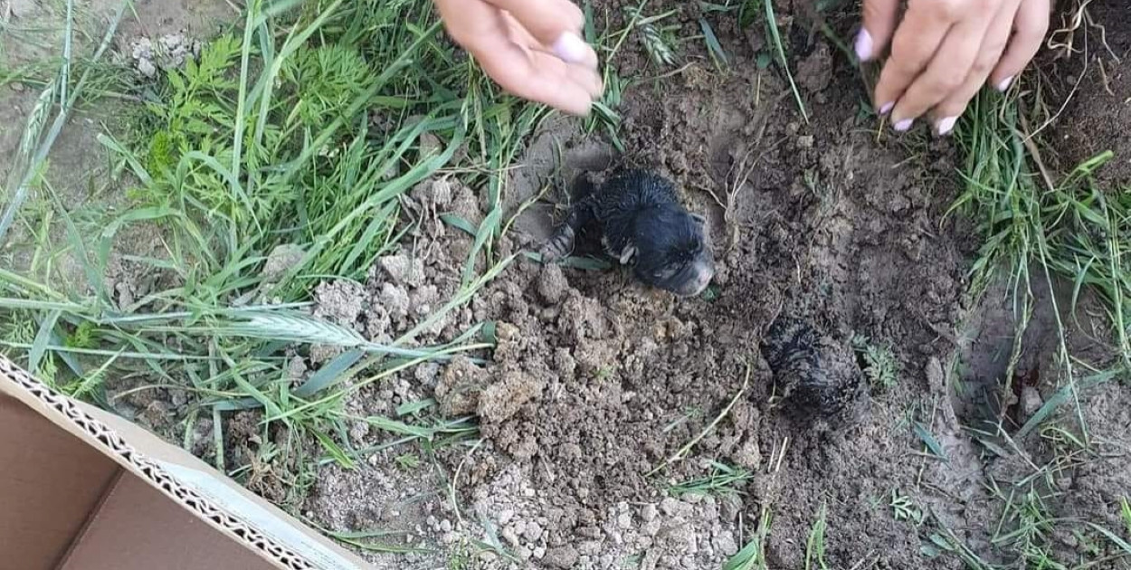 Kontrowersyjny wyrok w sprawie szczeniąt. Prokurator Generalny reaguje