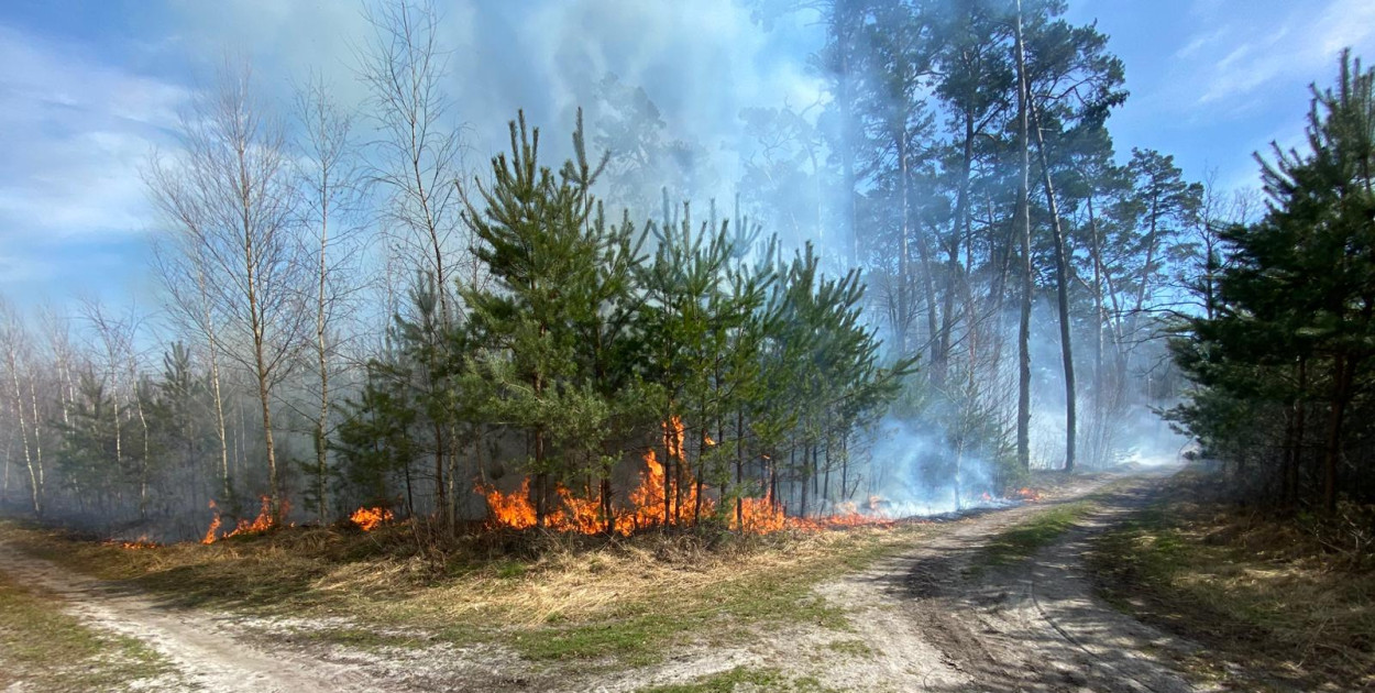 Las w ogniu. Sześć zastępów ruszyło do akcji pod Pleszewem