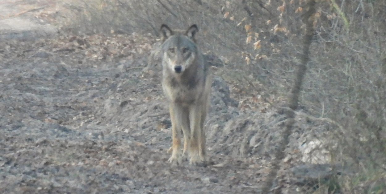 Wilki atakowały psa w powiecie pleszewskim. Drapieżnik był też przy PKP